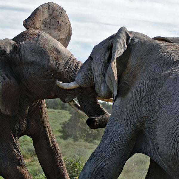 Elephants HITCO Swiss Link
