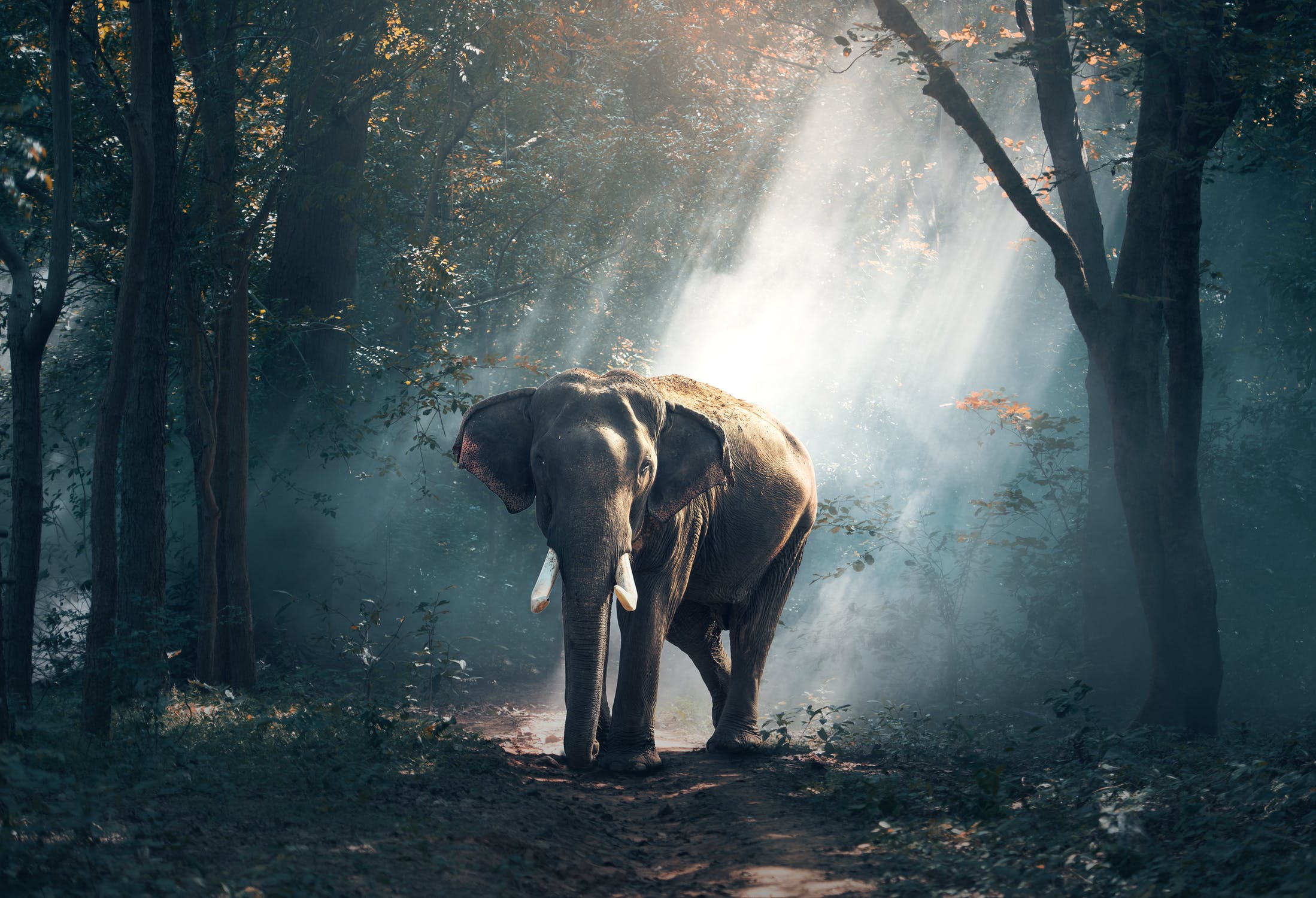 HITCO | The Elephant Sanctuary