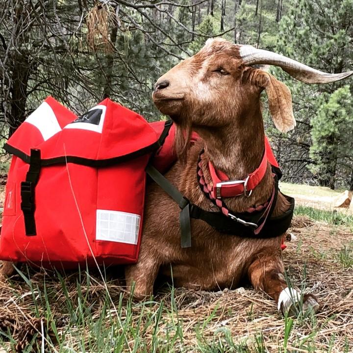 British Royal Mail Courier / Messenger Bag Goat Mount